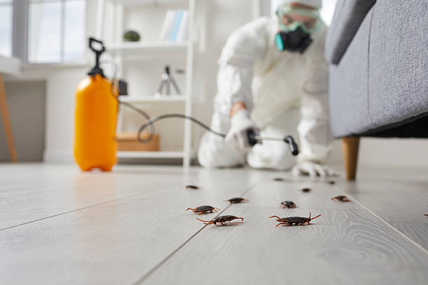 Commercial Rodent Management in Gordon